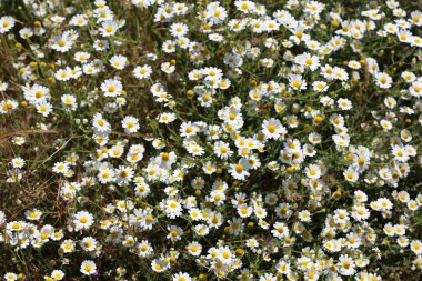 Çayırda doğal bahar papatyası