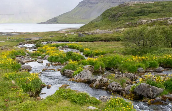 Струмок Квіти Ісландському Районі Озера — стокове фото