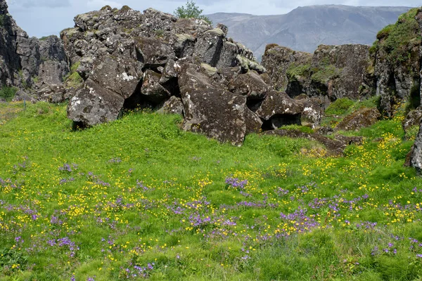 Скелі Квіти Ісландії Золоте Коло Регіону — стокове фото