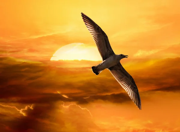 Afbeelding Van Een Vliegende Meeuw Tegen Stralende Ondergaande Zon Stockfoto