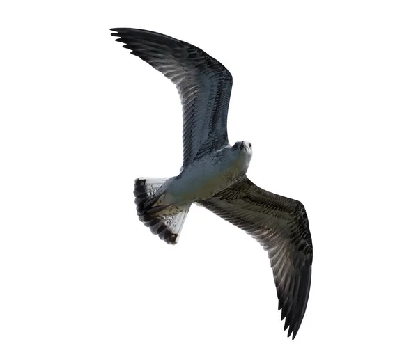 Изолированное Изображение Летающей Чайки Смотрящей Камеру Путь Обрезки Включен — стоковое фото