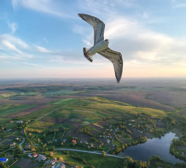 村庄和海鸥从空中飞过的照片 免版税图库照片