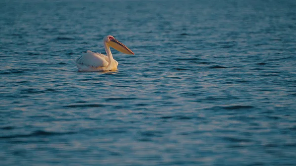 Pelikan Schwimmt Auf Der Wasseroberfläche — Stockfoto