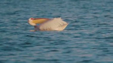 Pelikan gölde tüylerini fırçalıyor..