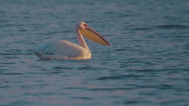 Pelikan Yüzeyinde Yüzer — Stok video