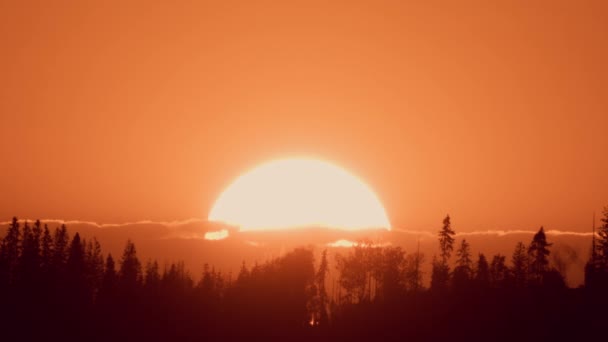 Grande Sole Giù Nella Foresta — Video Stock