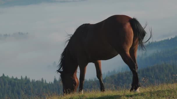 Pferd Weidet Auf Einer Hohen Bergwiese — Stockvideo