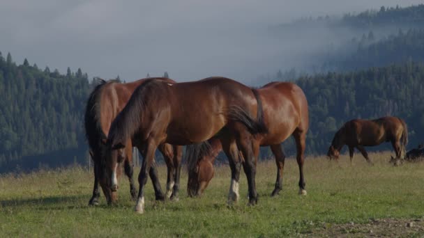 在高山草地上放牧的马 — 图库视频影像