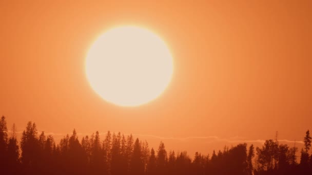 Grande Sol Põe Floresta — Vídeo de Stock