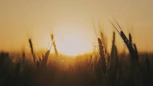 Gün batımında bulutsuz arpa tarlası