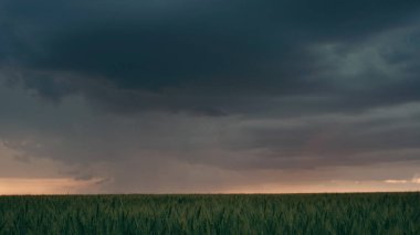 Gün batımında yağmur bulutlarıyla arpa tarlası