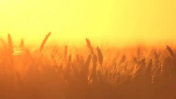 Akşam güneşinin ışığında altın tarla
