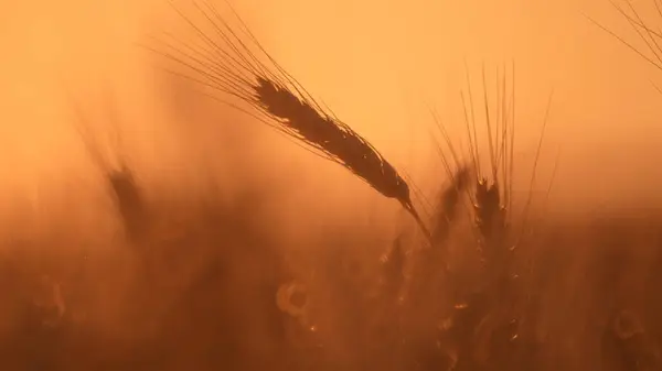 Akşam güneşinin ışığında altın tarla
