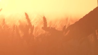 Gün batımında bir kulağa dokunur