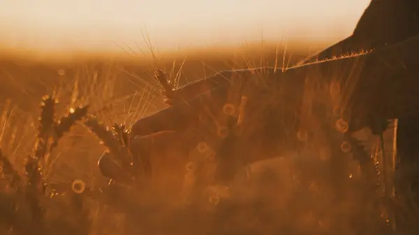 Yaşlı bir kadının elleri olgun kulaklara dokunuyor.