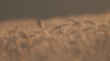 Akşam güneşinin ışığında tarla ve kuş.