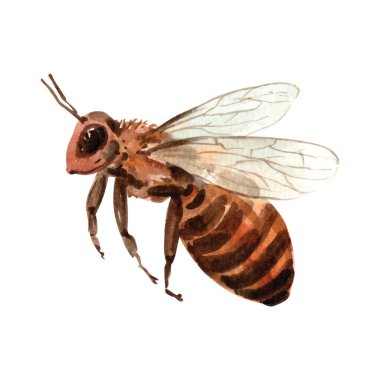 Suluboya Arı - Bebek Tasarımı: 124; Çiftlik Evi: 124; Parmak izi: 124; EPS10