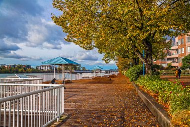Coquitlam City 'deki Fraser Nehri boyunca ahşap bir gezinti, sahil boyunca sararmış ağaçlar, ufukta nehir boyunca uzanan bir köprü.
