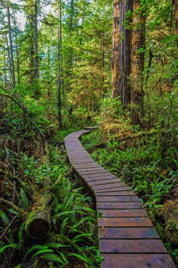 Pasifik Ulusal Parkı 'ndaki yağmur ormanları boyunca tahta patika. Bu park Vancouver Adası 'nın batı kıyısında Tofino City, British Columbia Canada bölgesinde yer almaktadır.