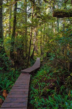 Pasifik Ulusal Parkı 'ndaki yağmur ormanları boyunca tahta patika. Bu park Vancouver Adası 'nın batı kıyısında Tofino City, British Columbia Canada bölgesinde yer almaktadır.