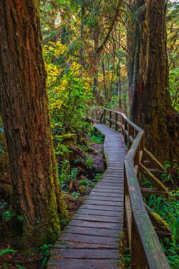 Pasifik Ulusal Parkı 'ndaki yağmur ormanları boyunca tahta patika. Bu park Vancouver Adası 'nın batı kıyısında Tofino City, British Columbia Canada bölgesinde yer almaktadır.