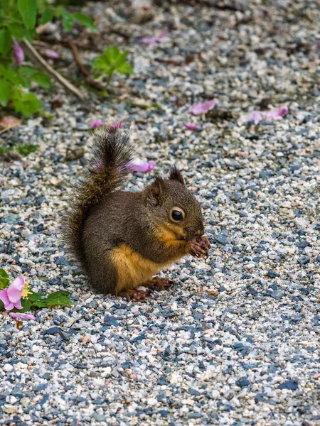 Cute Douglas Squirrel Eating Seeds Ground City Park — Stock Photo, Image