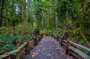 Katedral Korusu 'nda yürüyüş, MacMillan İl Parkı' nda yağmur ormanı. Bu park Vancouver Adası 'nda Port Alberni şehri British Columbia Canada' ya yakındır.