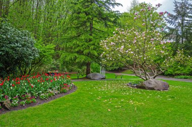 Soring. Resting place at Victoria Hill Park of New Westminster City. Bench under the canopy of spreading tree on a green lawn with flower beds among flowering shrubs,   British Columbia, Canada