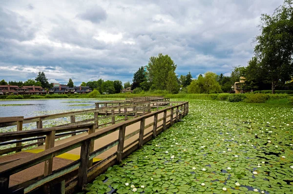 在Abbotsford住宅区的一个美丽的湖 上面撒满了白花 湖上有一座木桥 在暴风雨的天空下 海滨有一座村镇的房子 — 图库照片