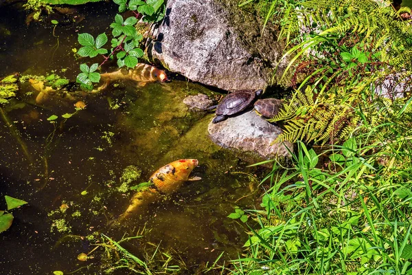 Stock image A pond overgrown with algae in a city park. two turtles on a stone and two fish in the water