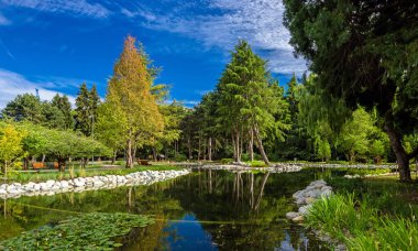 Güzel bir yaz günü, Minoru Park 'ta bir gölet. Piknik alanı ve su boyunca gezinti yolu, yeşil ağaçlar ve çimenler. Güzel bulutlu gökyüzünün arka planında