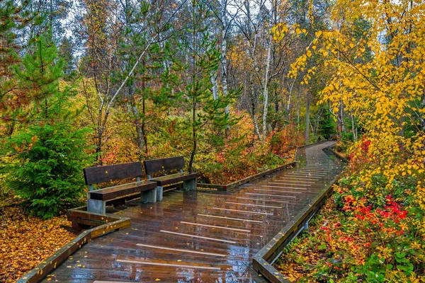 Rainy day in late autumn, bench and wooden path through the forest in the nature park in the city of Richmond British Columbia, Canada