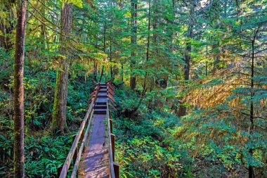 Pasifik Ulusal Parkı 'ndaki yağmur ormanları boyunca tahta patika. Bu park Vancouver Adası 'nın batı kıyısında Tofino City, British Columbia Canada bölgesinde yer almaktadır.