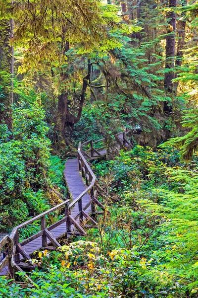 Pasifik Ulusal Parkı 'ndaki yağmur ormanları boyunca tahta patika. Bu park Vancouver Adası 'nın batı kıyısında Tofino City, British Columbia Canada bölgesinde yer almaktadır.