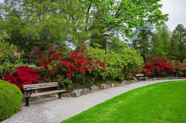 New Westminster City 'deki Moody Park' ta dinlenme yeri. Banklar, yeşil bir çimenlikteki bir ağacın gölgesinin altında çiçek açan çalıların arasında, Britanya Kolumbiyası, Kanada