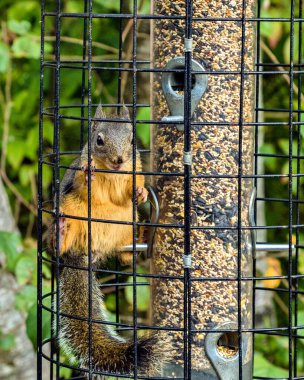 Şirin bir Douglas sincabı Tohumları yiyor ve şehir parkındaki bir kuş yemliğinde oturuyor.
