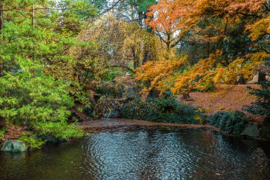 Güzel bir sonbahar günü, bir şehir parkında, düşen portakal yapraklarıyla kaplı küçük bir gölet, sudaki ağaçların ve taşların yansıması. 