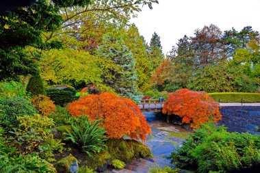 Kraliçe Elizabeth Park 'ın bir parçası, sonbahar manzaralı yaya köprüsü, üzerinde kırmızı ve sarı yapraklar olan bir ağacın dalları altında yürüyüş yolu.
