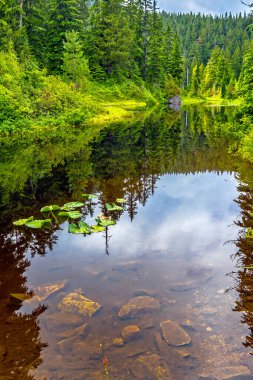 Cypress İl Parkı 'ndaki Cypress Dağı' ndaki Orman Gölü 'nde su zambakları, yeşil orman ve ufukta bulutlu gökyüzü, Britanya Kolumbiyası, Kanada