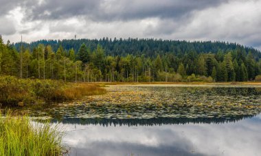 Sonbahar, sararan nilüferlerle kaplı bir orman gölü fırtınalı bir gökyüzüne, Whonnock Gölü 'ne, Maple Ridge City' ye, British Columbia 'ya, Kanada' ya karşı suda kozalaklı bir ormanın güzel bir yansıması.