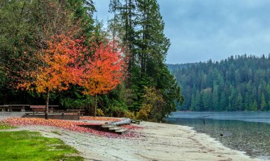 Late autumn, autumn landscape on Lake Sasamat, bench under overhanging tree branches, two yellow trees on the shore. Raindrops on the water clipart