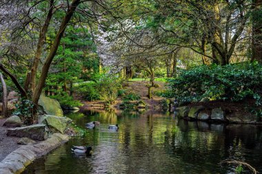 Güzel bir bahar günü, şehir parkı. Ördeklerin sarkan ağaç dallarının altında yüzdüğü temiz suyla dolu küçük bir gölet. Sudaki ağaçların yansıması.