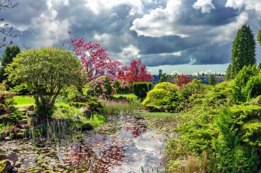 Bahar manzarası. Su zambakları, yeşil çalılar, sakura ve gölün etrafında kırmızı akçaağaç ile kaplı küçük bir gölet. Fırtınalı gökyüzü göletin suyuna yansıyor, ufukta şehir binaları var.