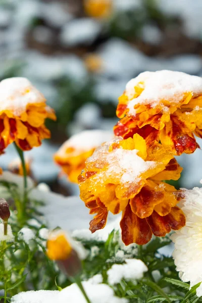Flores Caléndula Están Cubiertas Con Una Capa Primera Nieve — Foto de Stock