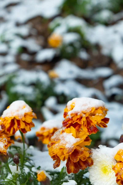 Les Fleurs Souci Sont Recouvertes Une Couche Première Neige — Photo