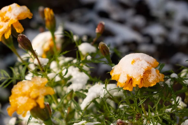 Flores Calêndula São Cobertas Uma Camada Primeira Neve — Fotografia de Stock