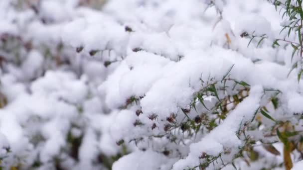 Schnee Auf Fichtenzweigen Winterzeit Zeitlupe Hochwertiges Filmmaterial — Stockvideo
