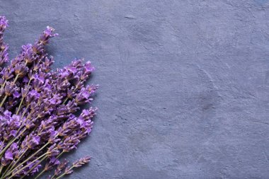 Beton arka plan manzaralı lavanta çiçekleri. Boşluğu kopyala.
