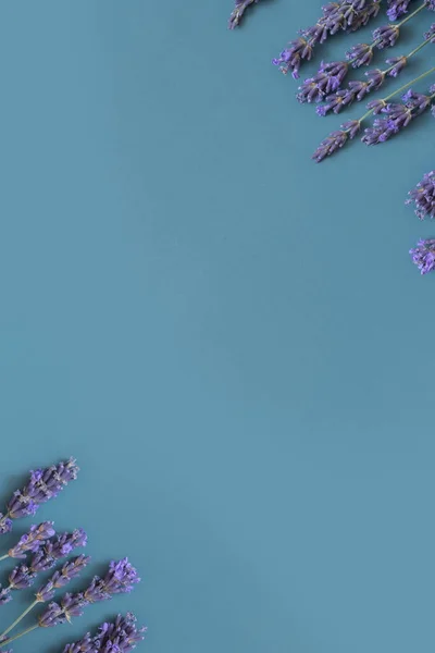 Lavender flowers on colored background top view. Copy space. Flower spring vertical background.