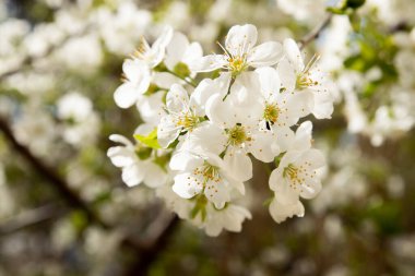 Spring bloom white flowers. Cherry blossom twigs.